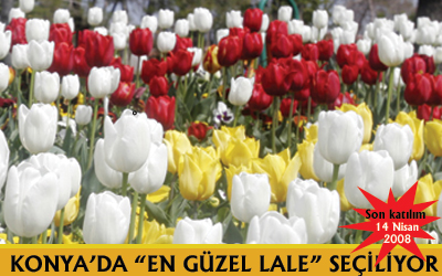 Büyükşehir'den 'En Güzel Lale' Yarışması