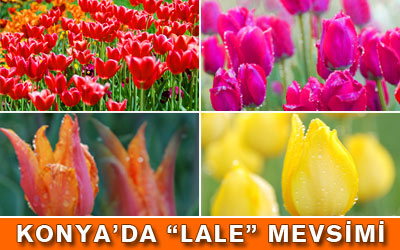 Konya'da Lale Mevsimi Başlıyor
