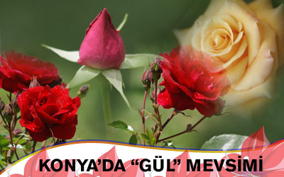 Konya Güllerle Rengarenk Oldu
