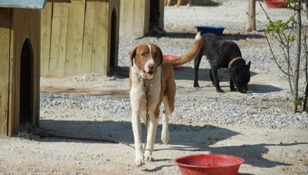 Kısırlaştırılan Sahipsiz Köpekler Elektronik Ortamda Takip Ediliyor