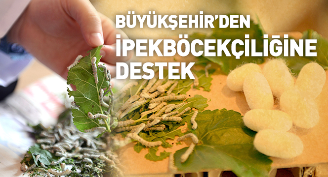 Büyükşehir'den İpekböcekçiliğine Destek