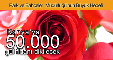 Konya'ya 50.000 Gül Fidanı Dikilecek