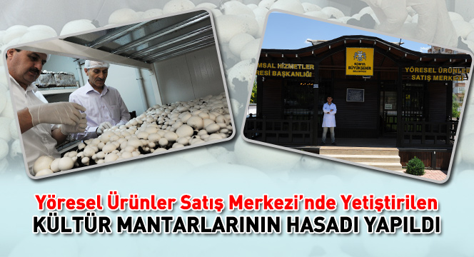 Yöresel Ürünler Satış Merkezi'nde Yetiştirilen Kültür Mantarlarının Hasadı Yapıldı