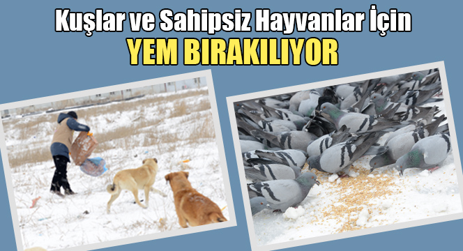 Kuşlar ve Sahipsiz Hayvanlar İçin Yem Bırakılıyor