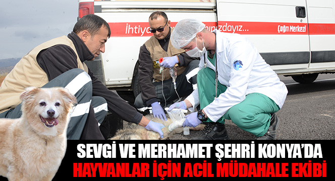 Sevgi ve Merhamet Şehri Konya'da Hayvanlar İçin Acil Müdahale Ekibi 