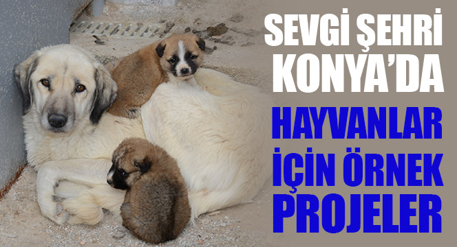 Sevgi Şehri Konya'da Hayvanlar İçin Örnek Projeler