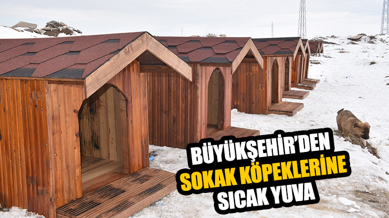 Büyükşehir'den Sokak Köpeklerine Sıcak Yuva