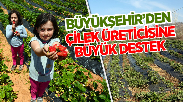 Büyükşehir'den Çilek Üreticisine Büyük Destek 