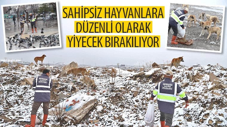 Sahipsiz Hayvanlara Düzenli Olarak Yiyecek Bırakılıyor