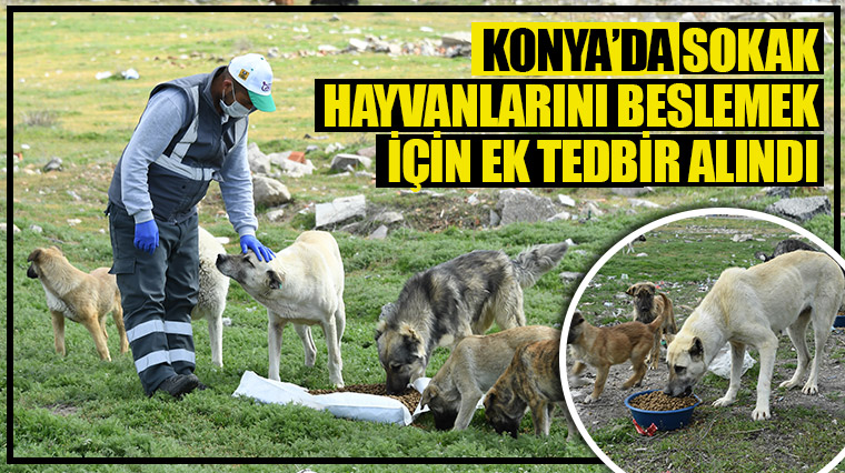 Konya'da Sokak Hayvanlarını Beslemek İçin Ek Tedbir Alındı