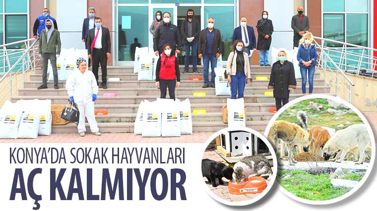 Konya'da Sokak Hayvanları Aç Kalmıyor