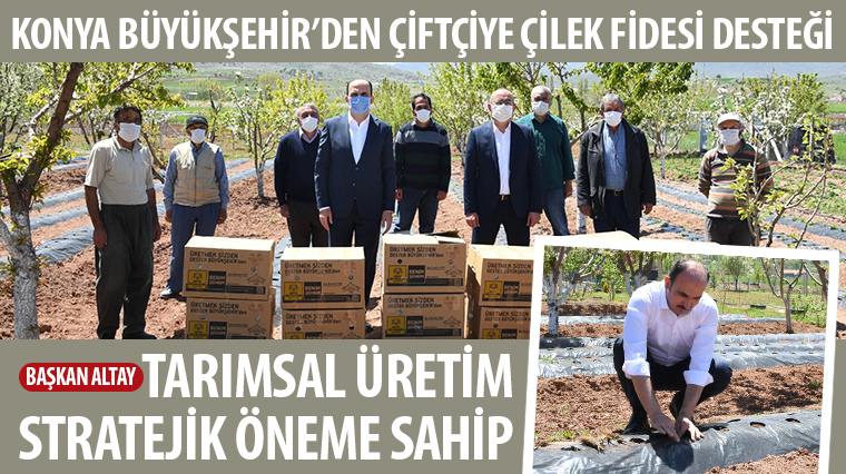 Konya Büyükşehir'den Çiftçiye Çilek Fidesi Desteği