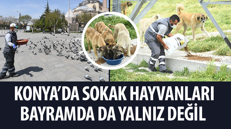 Konya'da Sokak Hayvanları Bayramda da Yalnız Değil 