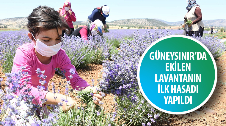 Güneysınır'da Ekilen Lavantanın İlk Hasadı Yapıldı