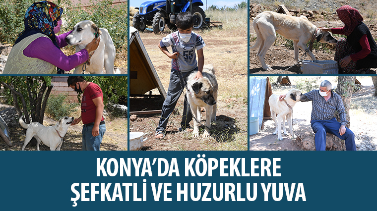 Konya'da Köpeklere Şefkatli ve Huzurlu Yuva