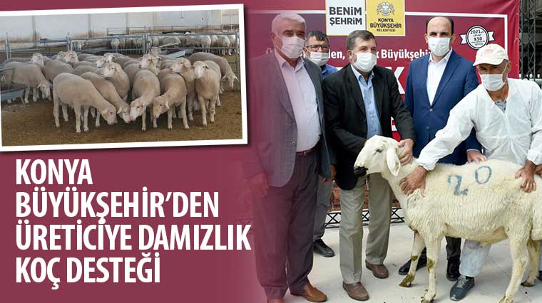Konya Büyükşehir'den Üreticiye Damızlık Koç Desteği 