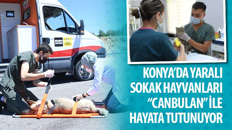 Konya'da Yaralı Sokak Hayvanları 'Canbulan' İle Hayata Tutunuyor