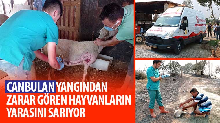 'Canbulan' Yangından Zarar Gören Hayvanların Yarasını Sarıyor 