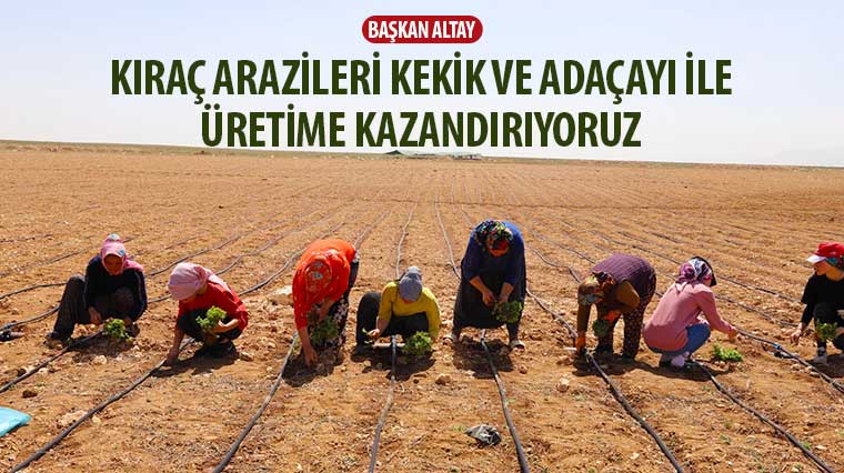 Başkan Altay: 'Kıraç Arazileri Kekik ve Adaçayı ile Üretime Kazandırıyoruz'