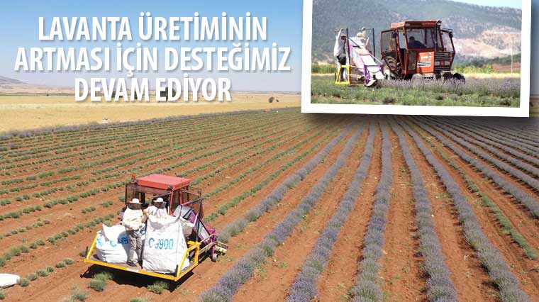 Başkan Altay: 'Lavanta Üretiminin Artması İçin Desteğimiz Devam Ediyor'