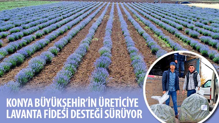 Konya Büyükşehir'in Üreticiye Lavanta Fidesi Desteği Sürüyor