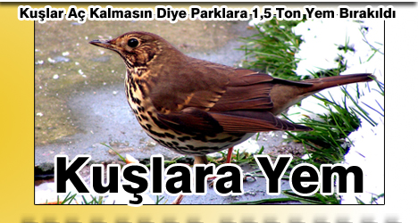 Kuşlara Yem Bırakılıyor