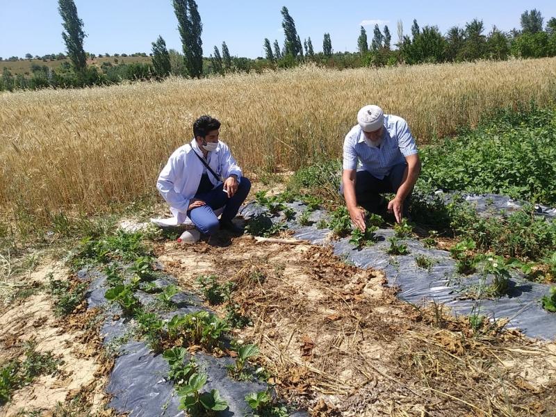 MERKEZ MAHALLESİNDE  SEBZE YETİŞTİRİCİLİĞİ EĞİTİMİ faaliyet gorseli