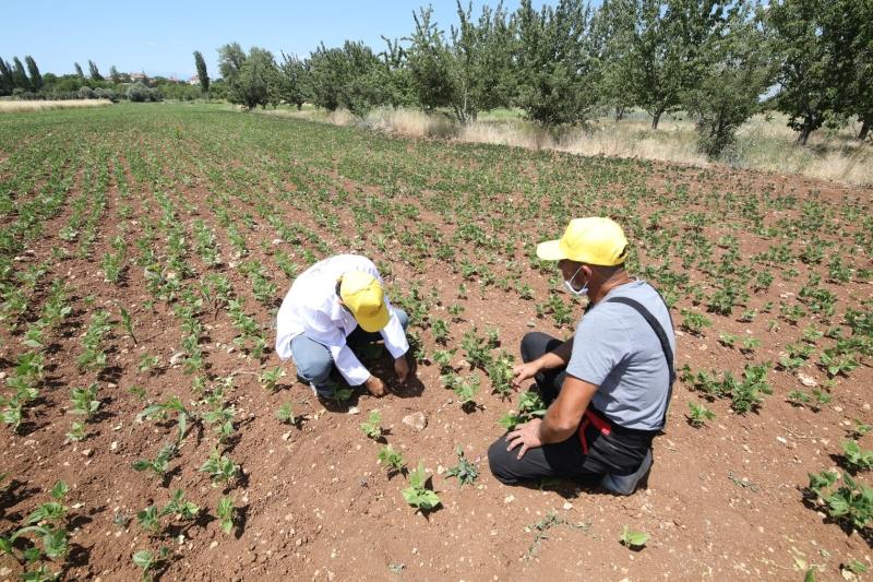 KUZUKUYU MAHALLESİNDE TARLA BİTKİLERİ VE BAHÇE BİTKİLERİ EĞİTİMLERİ faaliyet gorseli