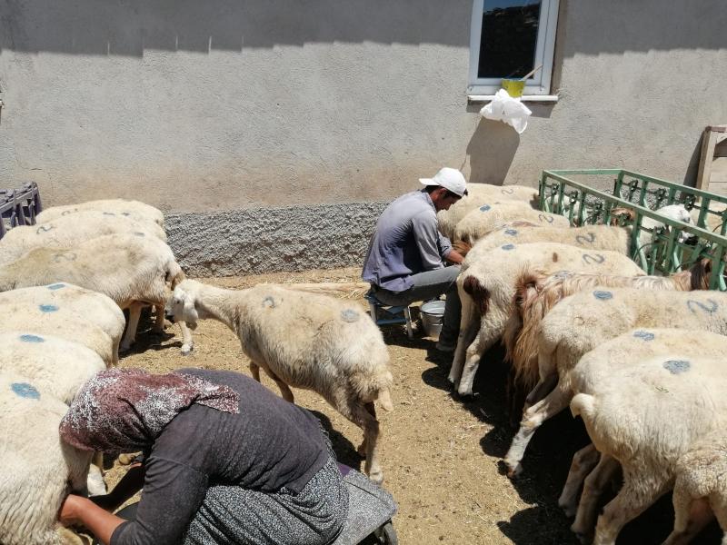 SORGUN MAHALLESİNDE HAYVAN YETİŞTİRİCİLİĞİ VE BAHÇE BİTKİLERİ EĞİTİMİ faaliyet gorseli