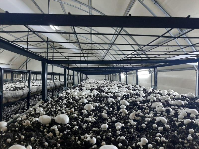 SORGUN MAHALLESİNDE BAHÇE BİTKİLERİ EĞİTİMİ faaliyet gorseli