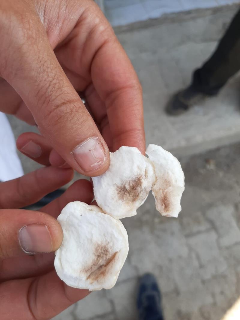MÜFTÜ MAHALLESİNDE BAHÇE BİTKİLERİ EĞİTİMİ faaliyet gorseli