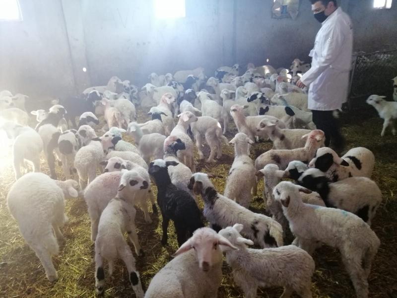 SARIHACI MAHALLESİNDE MODERN SULAMA VE HAYVAN YETİŞTİRİCİLİĞİ EĞİTİMİ faaliyet gorseli