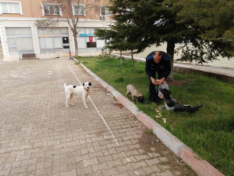 KORONAVİRÜSLE MÜCADELE ÇALIŞMALARI-SOKAK HAYVANLARININ BAKIMI faaliyet gorseli