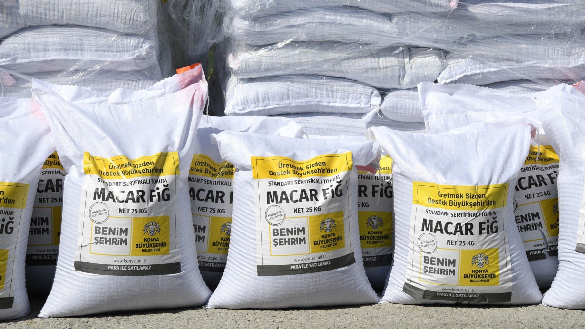 ÇİFTLİK MAHALLESİ MACAR FİĞ TOHUMU DESTEĞİ faaliyet gorseli