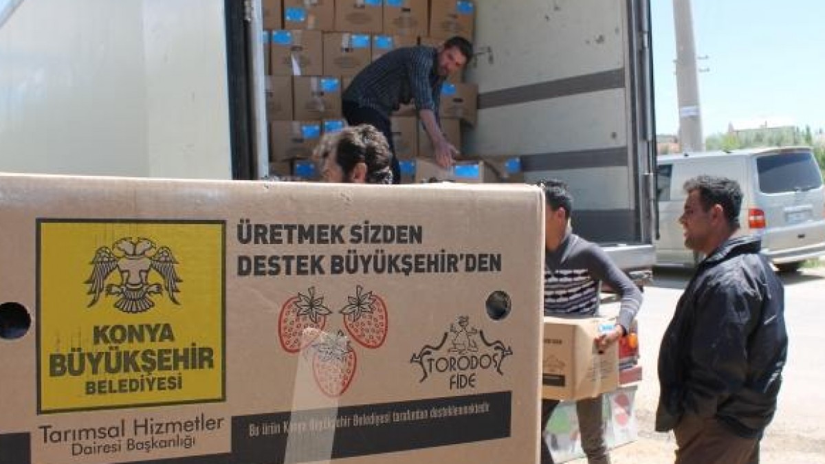 ÇAMLI MAHALLESİ ÇİLEK FİDESİ VE MALÇ NAYLONU DESTEĞİ faaliyet gorseli