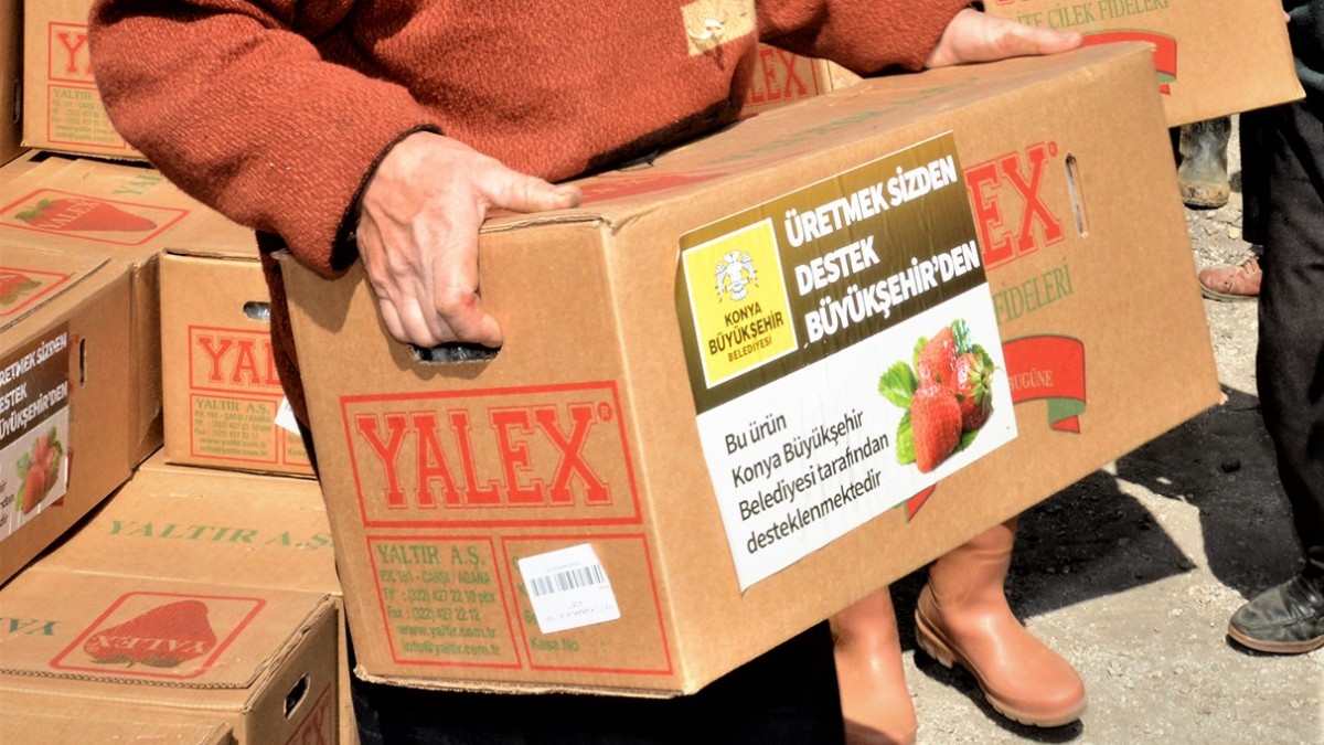 ENGİLİ MAHALLESİ ÇİLEK FİDESİ VE MALÇ NAYLONU DESTEĞİ faaliyet gorseli