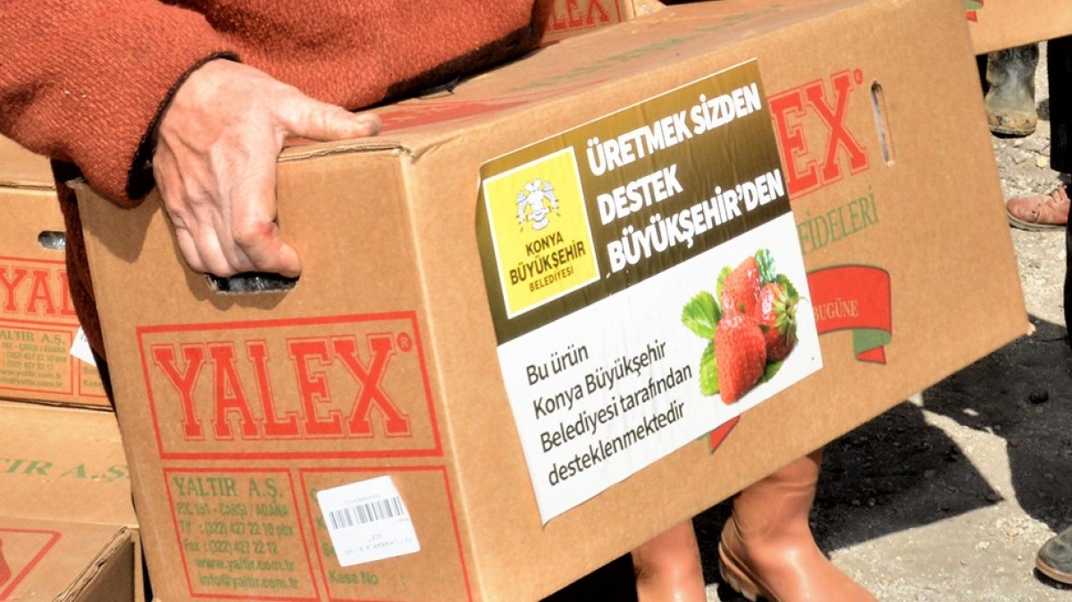 SORKUN MAHALLESİ ÇİLEK FİDESİ VE MALÇ NAYLONU DESTEĞİ faaliyet gorseli