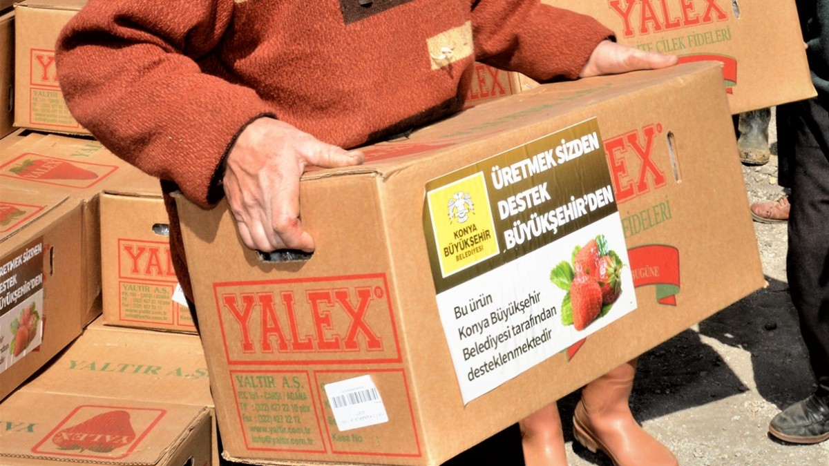 YAYLABELEN MAHALLESİ ÇİLEK FİDESİ VE MALÇ NAYLONU DESTEĞİ faaliyet gorseli