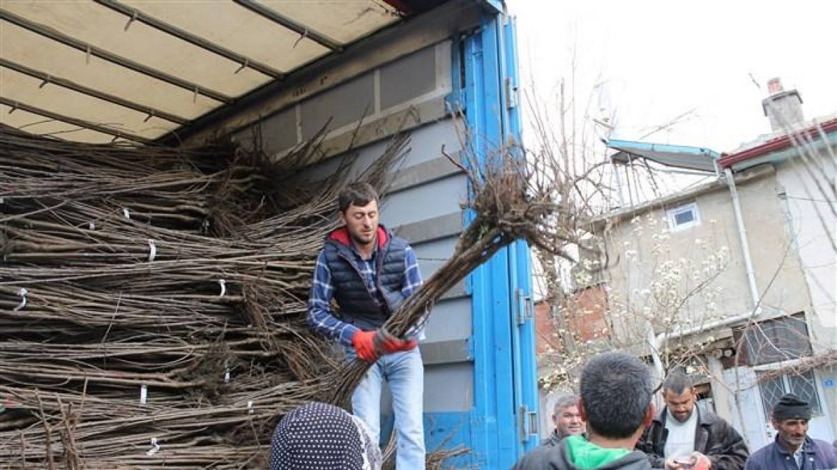 ENGİLLİ MAHALLESİ FİDAN DESTEĞİ faaliyet gorseli