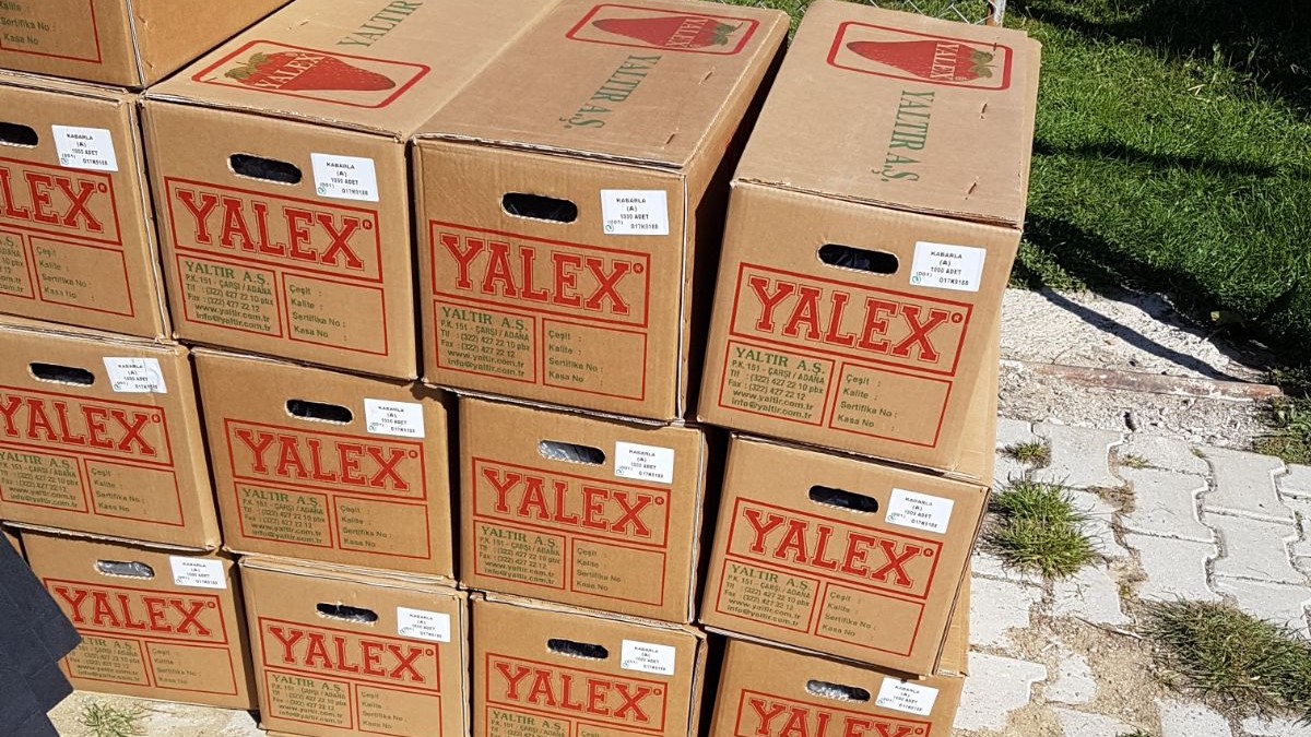 YAYLABELEN MAHALLESİ ÇİLEK FİDESİ VE MALÇ NAYLONU DESTEĞİ faaliyet gorseli