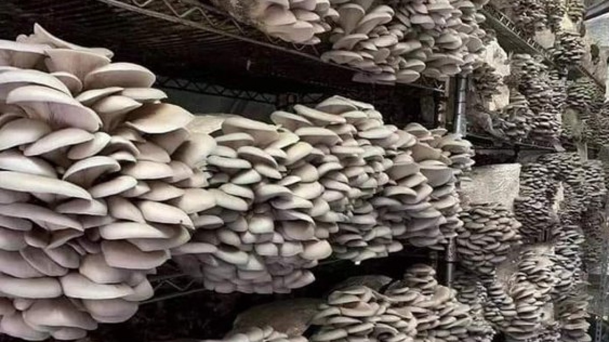 MANTAR MAHALLESİ ÇİTEP PROJESİ İSTİRİDYE MANTARI ÇADIRI KURULUMU DESTEĞİ faaliyet gorseli