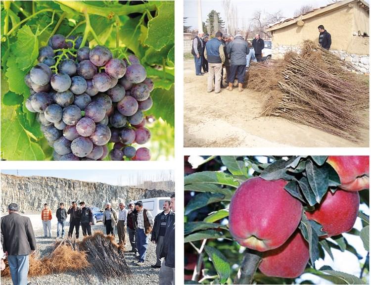 MERKEZ FİDAN FİDE VE BAĞ APARATI DESTEĞİ faaliyet gorseli