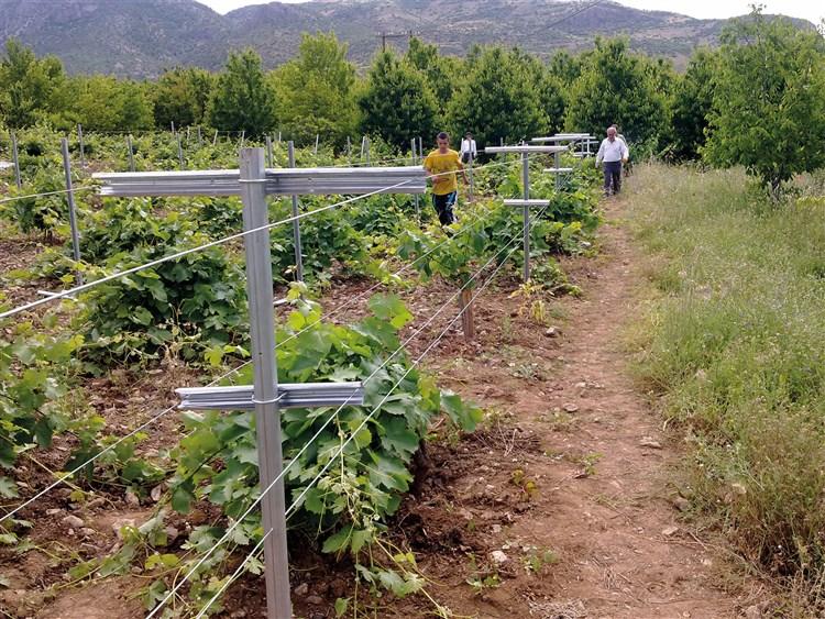 ALANÖZÜ MAHALLESİ ASMA FİDANI VE YÜKSEK SİSTEM  BAĞ APARATI DESTEĞİ faaliyet gorseli