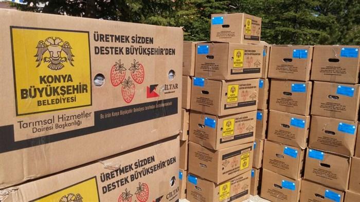 HATUNSARAY MAHALLESİ  ÇİLEK FİDESİ DESTEĞİ faaliyet gorseli
