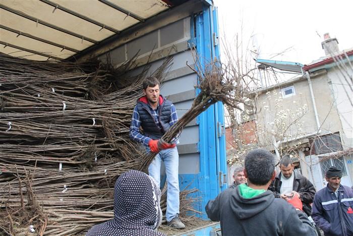 KÖRLÜ MAHALLESİNE VİŞNE FİDANI DESTEĞİ faaliyet gorseli