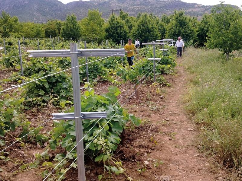 SEYDİFAKILI MAHALLESİ ASMA FİDANI DESTEĞİ  faaliyet gorseli