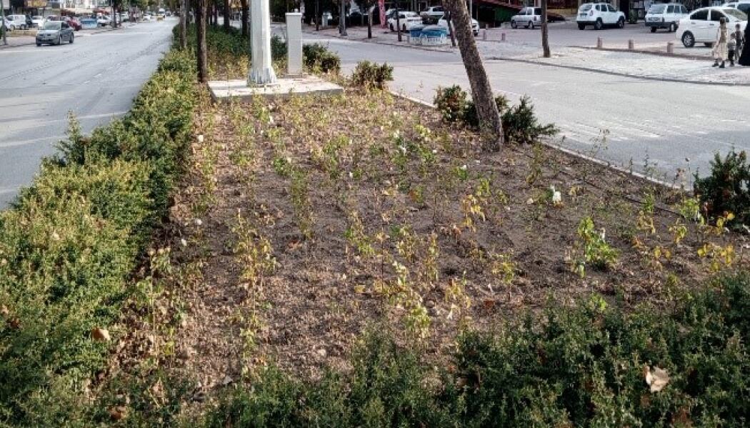 RAUF DENKTAŞ CADDESİ PEYZAJ DÜZENLEME faaliyet gorseli