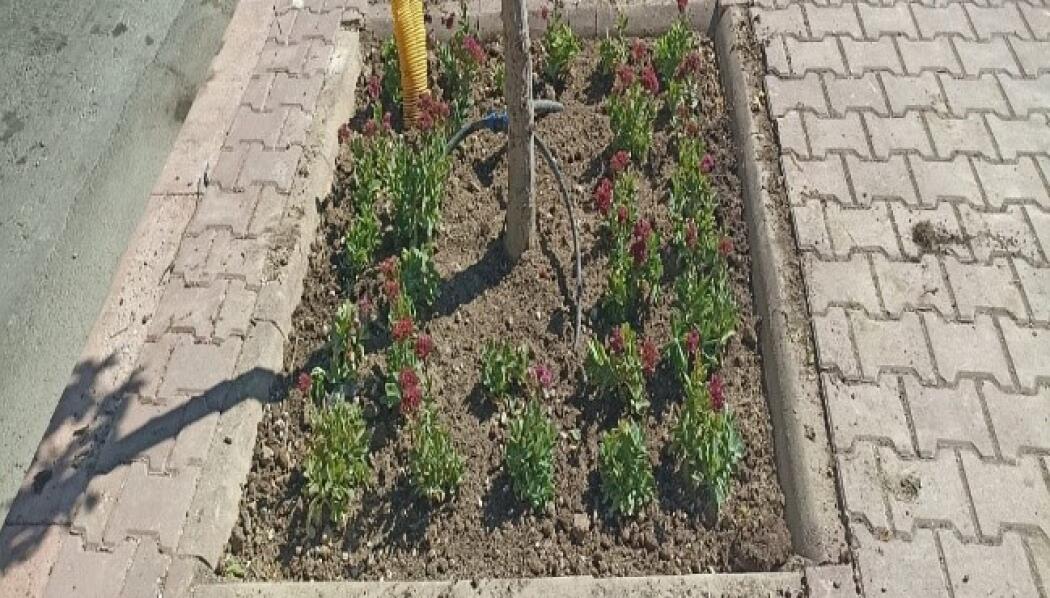 SULTANŞAH CADDESİ PEYZAJ DÜZENLEME faaliyet gorseli