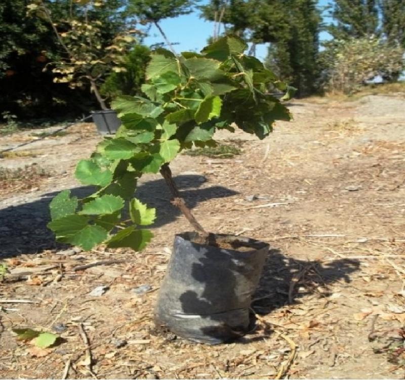 KARADİKEN MAHALLESİ ASMA FİDANI DESTEĞİ faaliyet gorseli