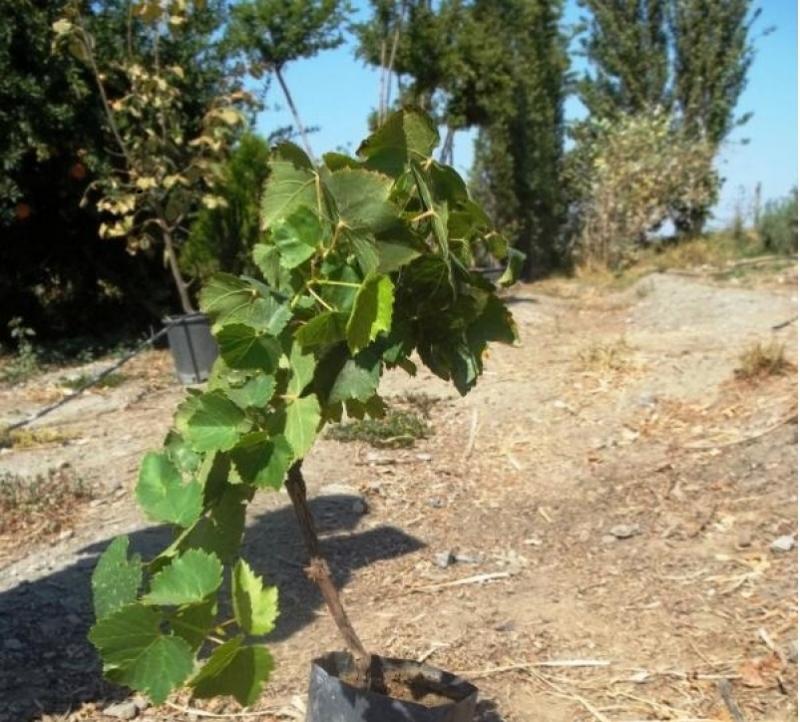 ARMUTLU MAHALLESİ ASMA FİDANI DESTEĞİ faaliyet gorseli